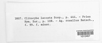 Laccaria laccata image
